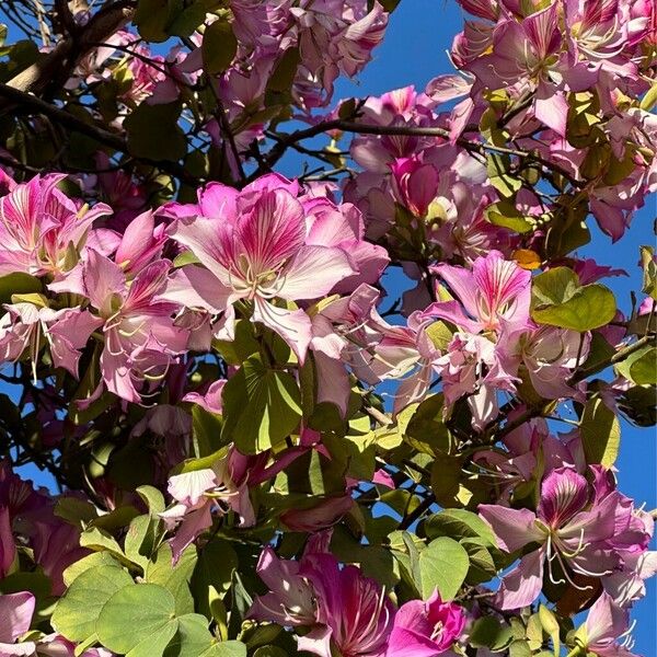 Bauhinia purpurea Flower