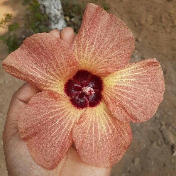 Hibiscus elatus Kukka