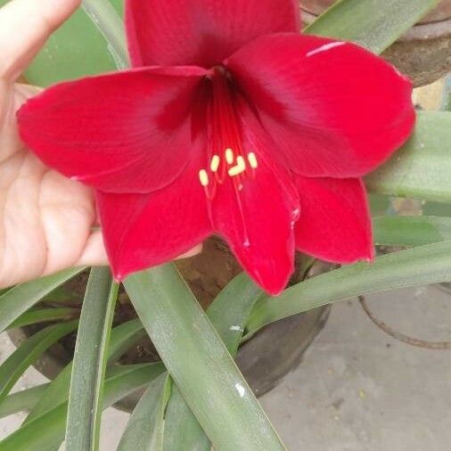 Hippeastrum reginae फूल