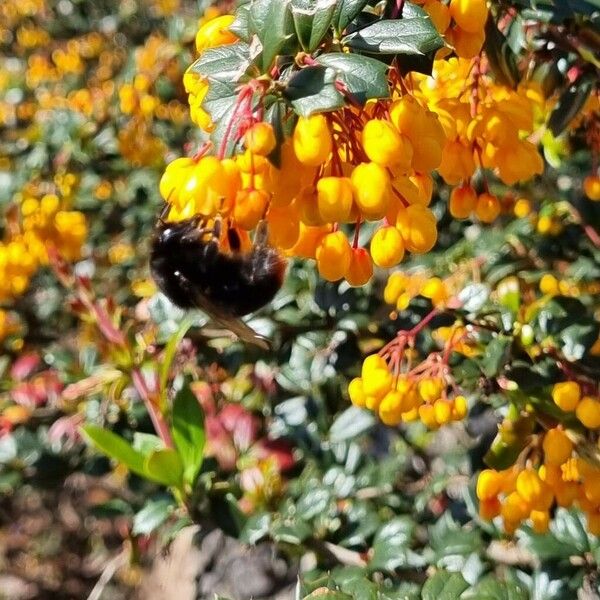 Berberis darwinii Хабит