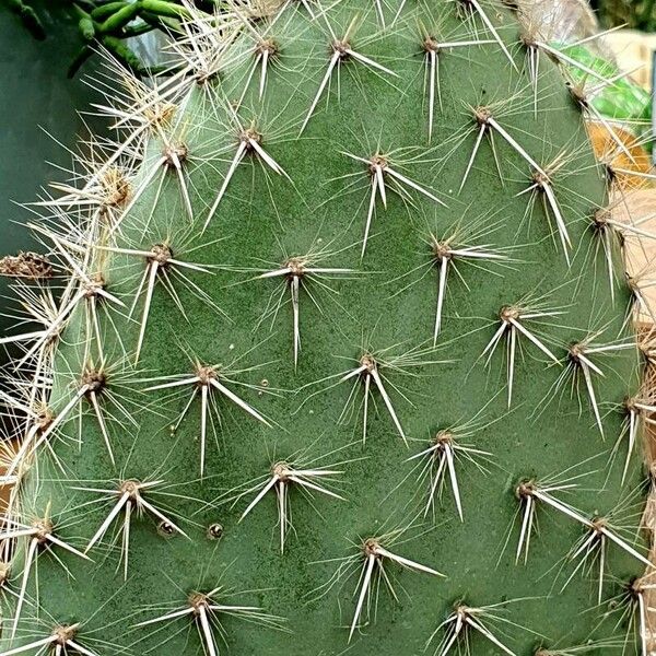 Opuntia leucotricha Blad