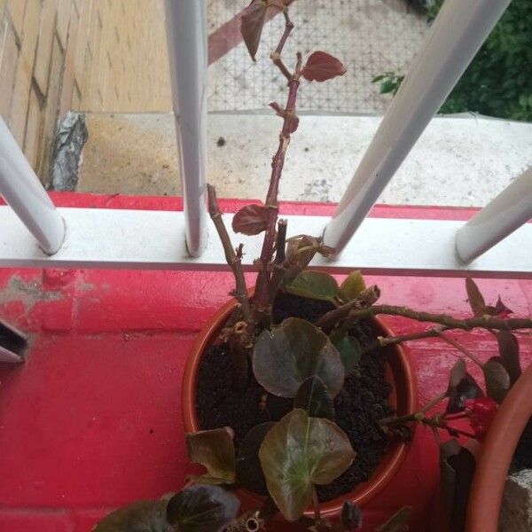 Begonia cucullata Fuelha