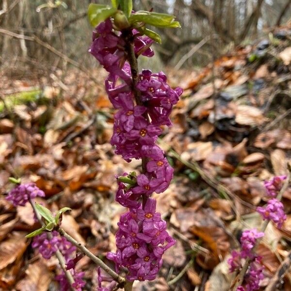 Daphne mezereum ফুল