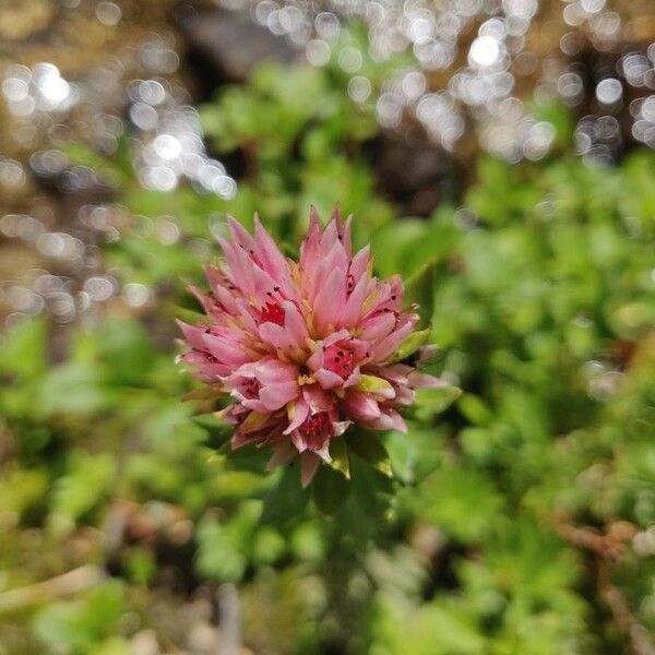 Rhodiola rhodantha Flor