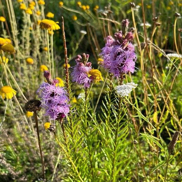 Liatris pycnostachya 花