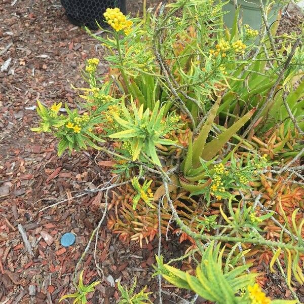 Asclepias tuberosa Alkat (teljes növény)