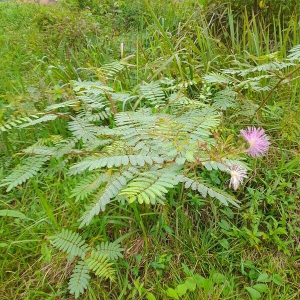 Mimosa pudica Blomst