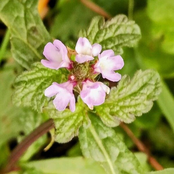 Verbena officinalis Flor