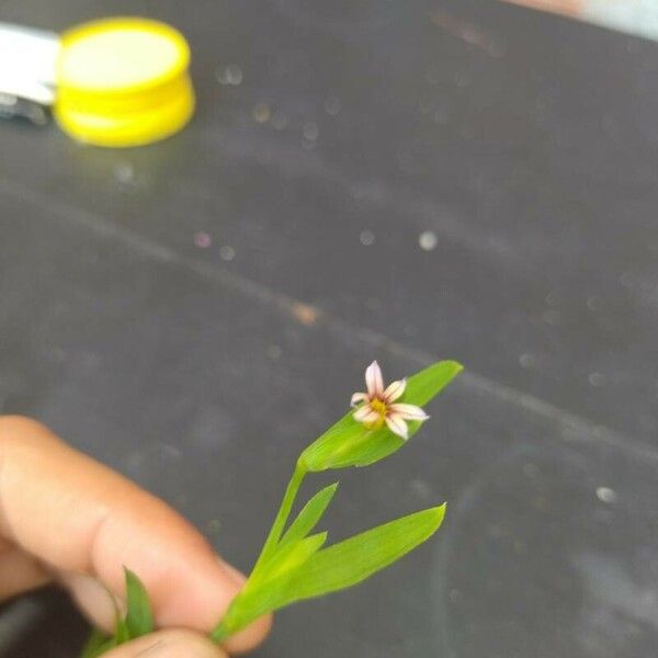 Sisyrinchium micranthum Flower