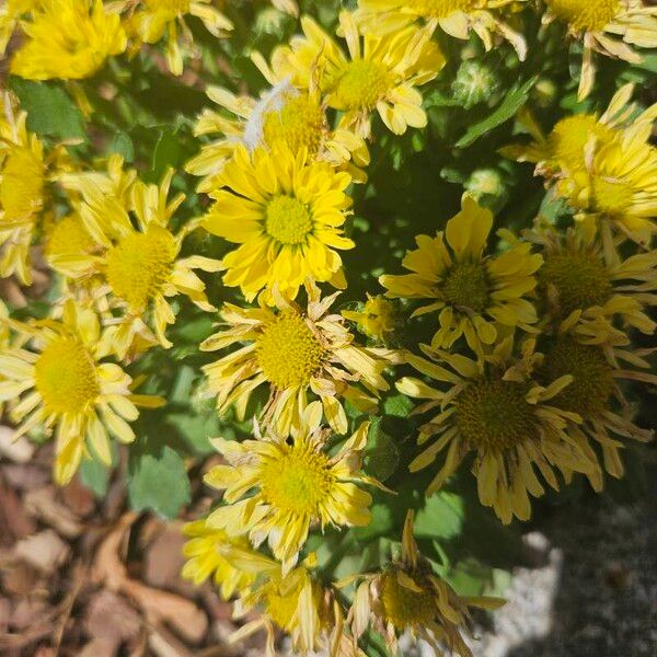 Chrysanthemum indicum Kukka