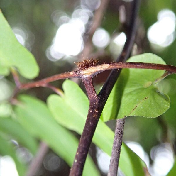 Lygodium microphyllum Folio