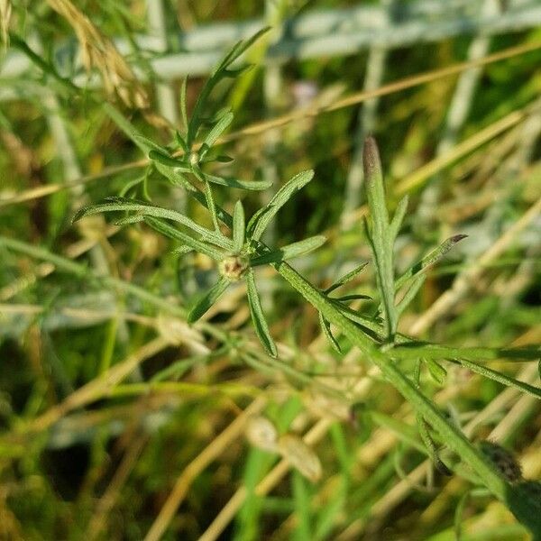 Centaurea stoebe Blatt