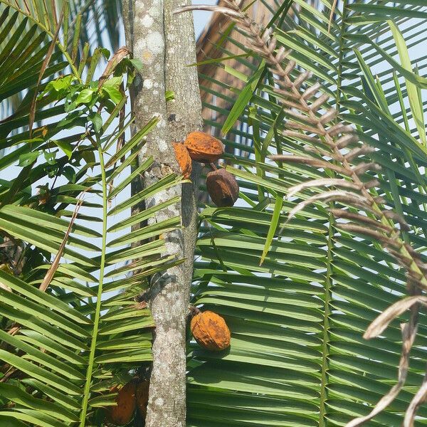 Theobroma cacao Fruit