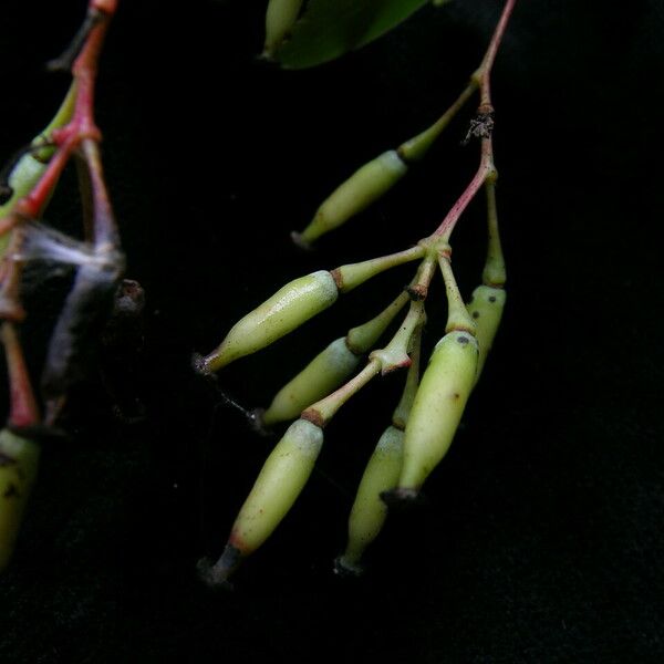 Berberis aristata Fruit