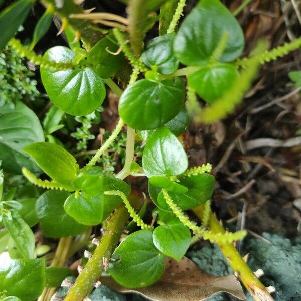 Peperomia pellucida Blad