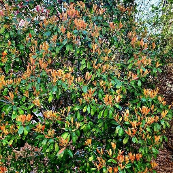 Photinia serratifolia Habit