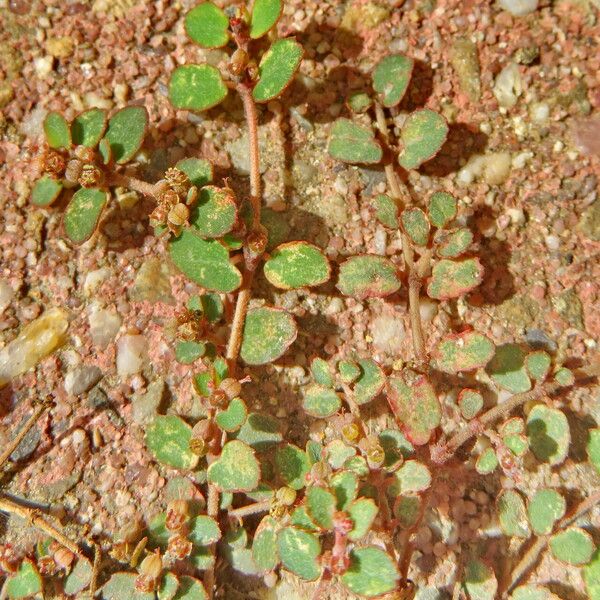 Euphorbia thymifolia 葉