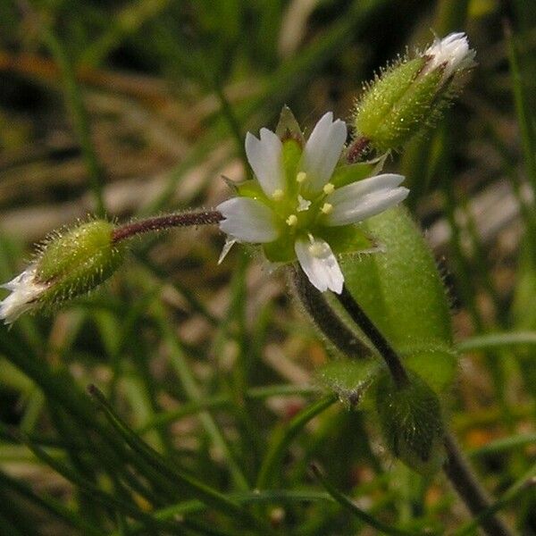 Cerastium semidecandrum Flower