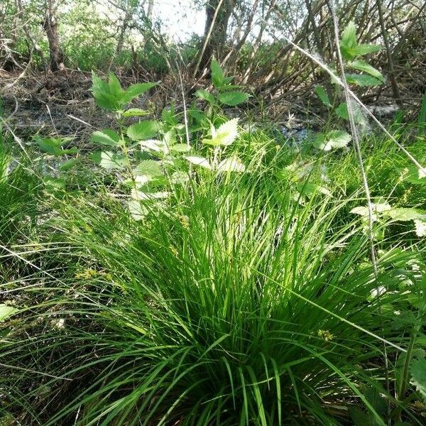 Carex elongata Blad