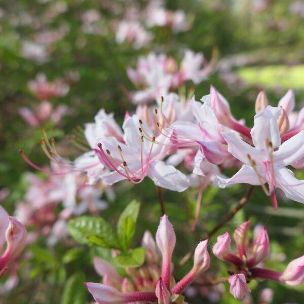 Rhododendron periclymenoides Blomma