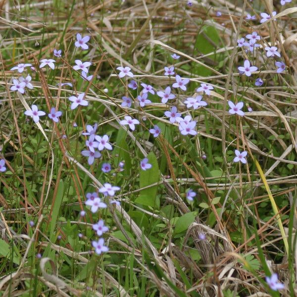 Houstonia micrantha Хабит