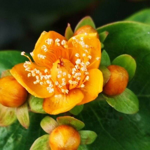 Hypericum × inodorum Flower