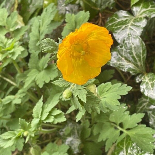 Papaver cambricum Blüte