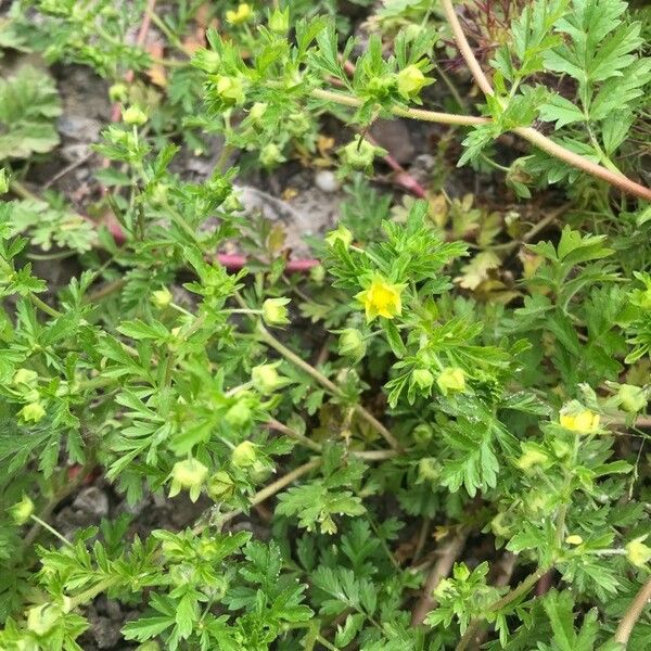 Potentilla supina Blodyn