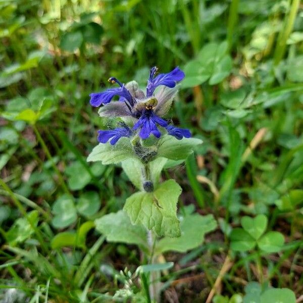 Ajuga genevensis 整株植物