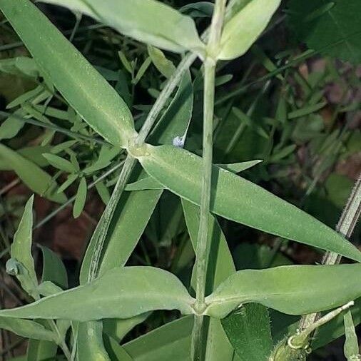 Silene vulgaris Fulla