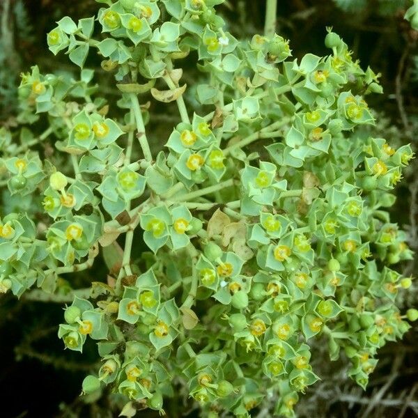 Euphorbia paralias Hábito
