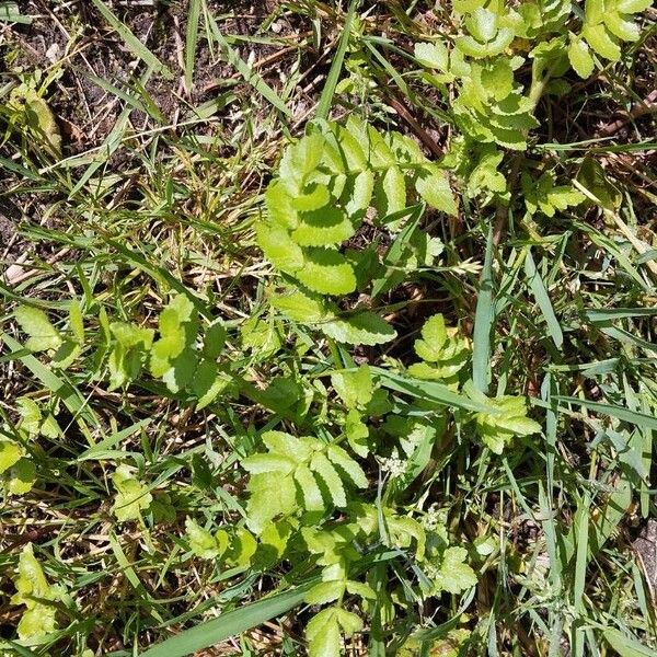 Berula erecta Leaf