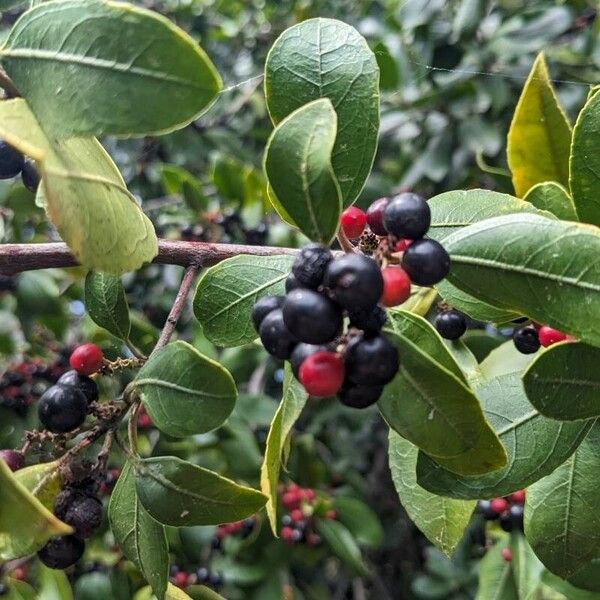 Rhamnus alaternus Feuille