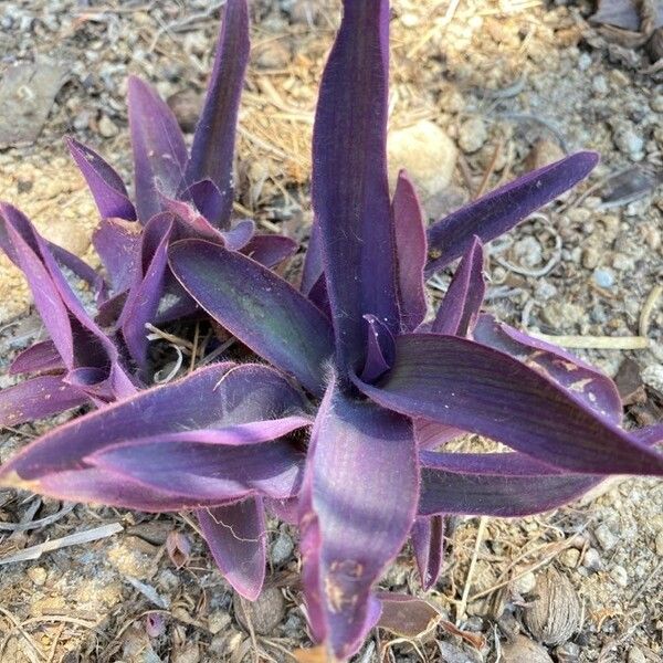 Tradescantia pallida 叶