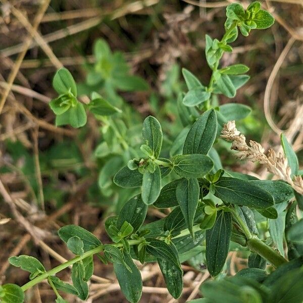 Hypericum perforatum Foglia