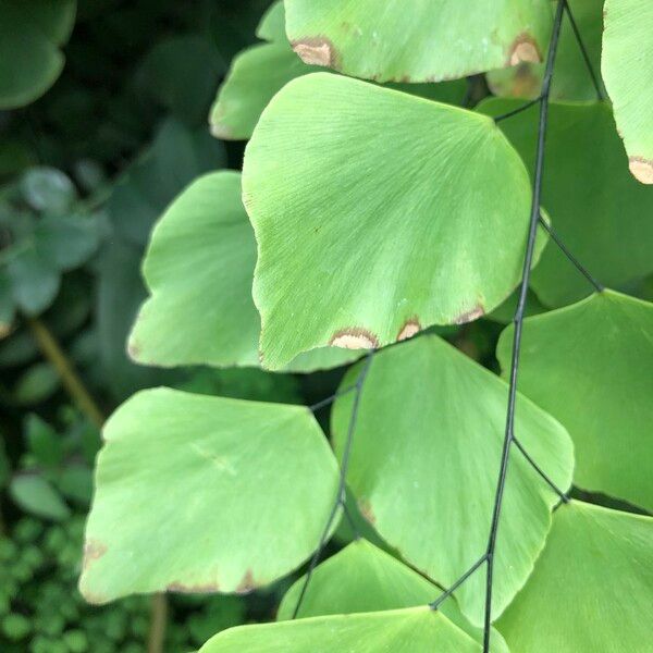 Adiantum peruvianum Leaf