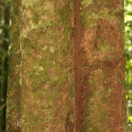 Virola sebifera Bark