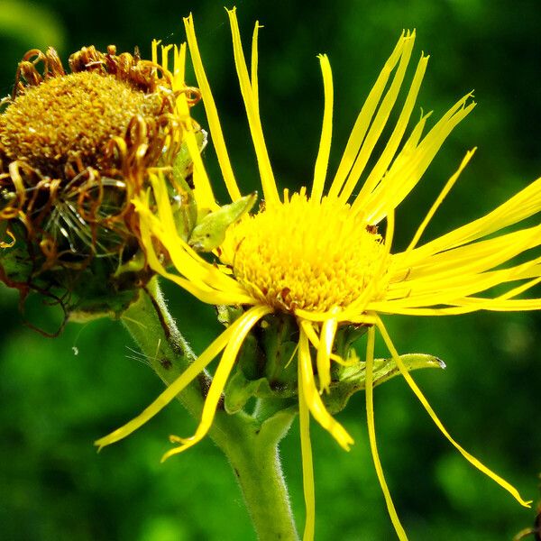 Inula helenium Квітка