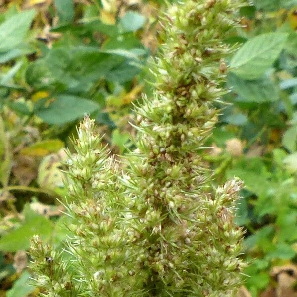 Amaranthus retroflexus फूल