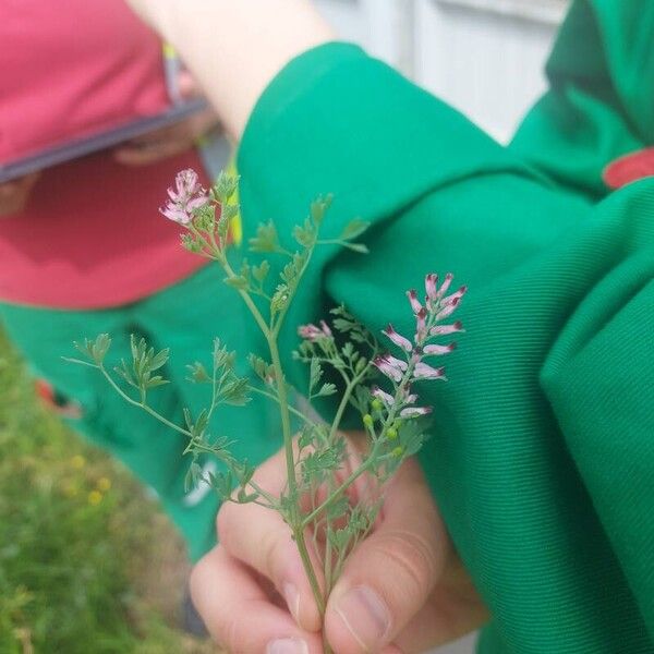 Fumaria vaillantii Flor