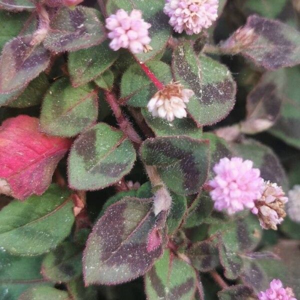 Persicaria capitata পাতা