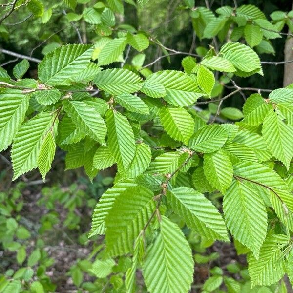 Carpinus betulus 葉