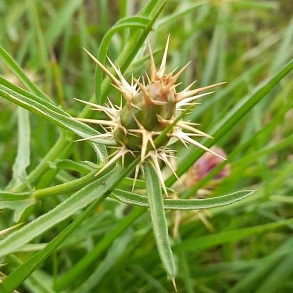 Centaurea calcitrapa Фрукт