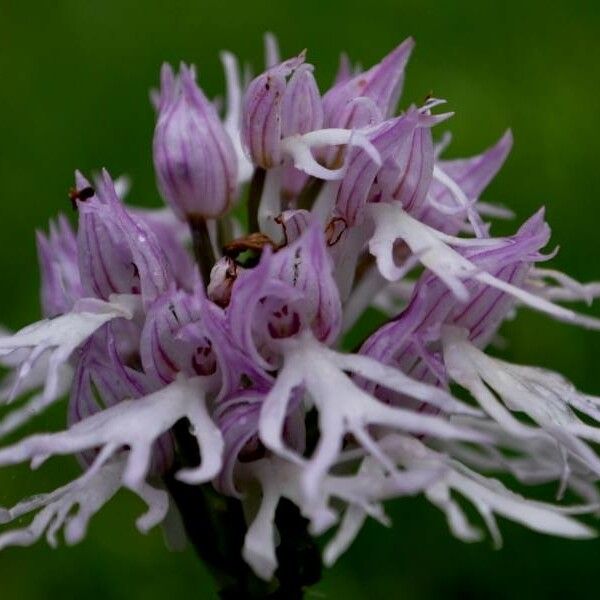 Orchis italica Flor