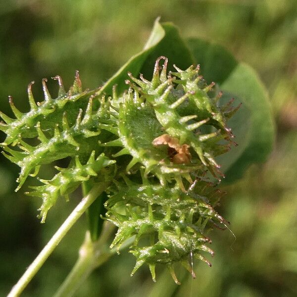 Medicago polymorpha 果實