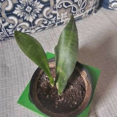 Sansevieria masoniana 葉