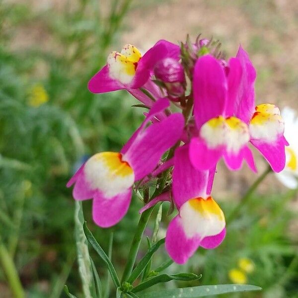 Linaria maroccana Blomma