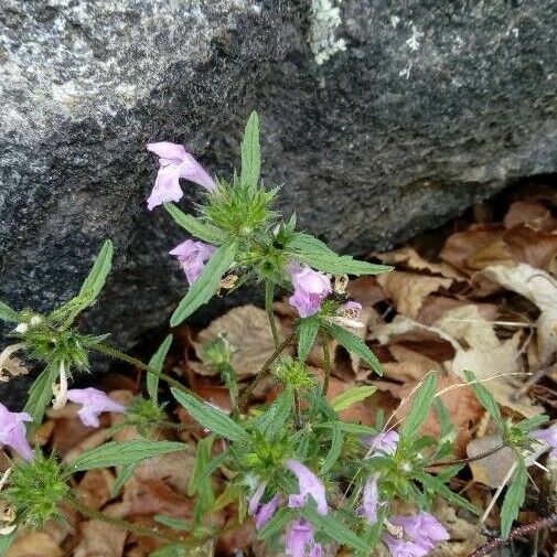 Galeopsis ladanum Blodyn