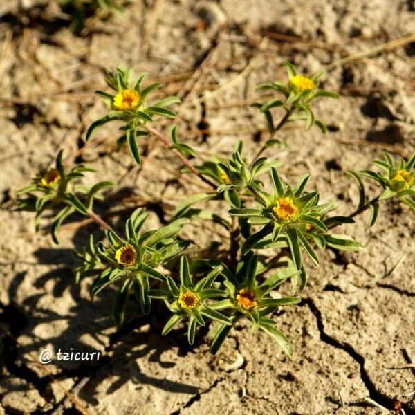 Asteriscus aquaticus Fiore