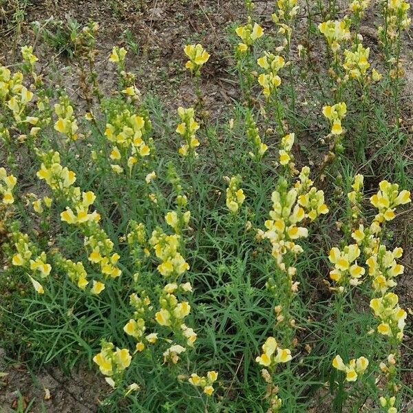 Linaria angustissima Habitus